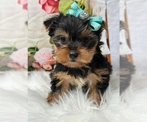Yorkshire Terrier Puppy for sale in ELMHURST, IL, USA