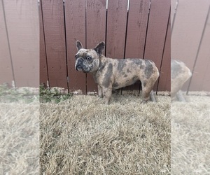 Mother of the French Bulldog puppies born on 08/11/2026