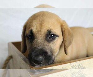 Boxer-Great Pyrenees Mix Dogs for adoption in Princeton, MN, USA