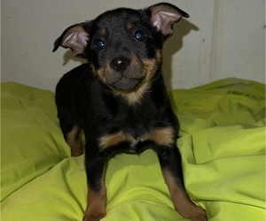 Fox Terrier (Toy)-Miniature Australian Shepherd Mix Puppy for sale in SILVER CREEK, NY, USA