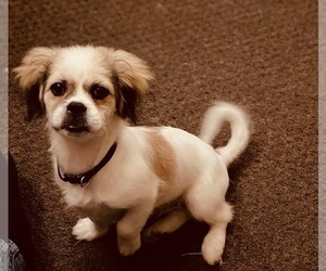 Cava-Tzu-Shih Tzu Mix Puppy for sale in MILWAUKEE, WI, USA