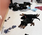 Small #12 Rottweiler