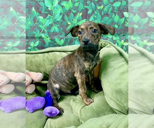 Medium Photo #6 Mutt Puppy For Sale in Brewster, NY, USA
