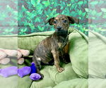 Small #5 Mutt