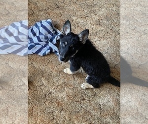 German Shepherd Dog-Siberian Husky Mix Puppy for sale in MC HENRY, KY, USA