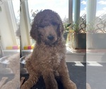 Puppy Peach Poodle (Standard)