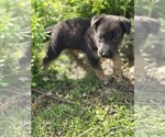 Small Photo #6 German Malinois Puppy For Sale in BANGOR, ME, USA