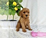 Small #4 Goldendoodle (Miniature)