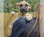 Small #4 Boxer Mix