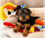 Puppy Jasmine Yorkshire Terrier
