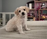 Small Photo #17 YorkiePoo Puppy For Sale in MONTGOMERY VILLAGE, MD, USA