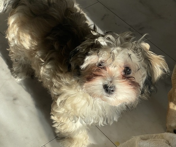 Medium Photo #32 Maltipoo (Miniature) Puppy For Sale in PALMDALE, CA, USA