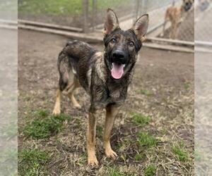 German Shepherd Dog Dogs for adoption in Modesto, CA, USA