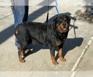 Mother of the Rottweiler puppies born on 09/10/2022