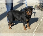 Small Photo #1 Rottweiler Puppy For Sale in BAKERSFIELD, CA, USA