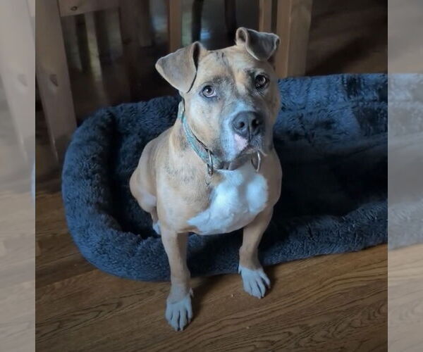 Medium Photo #8 Mutt Puppy For Sale in Boston, MA, USA