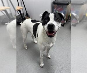 Labrador Retriever-Unknown Mix Dogs for adoption in San Francisco, CA, USA