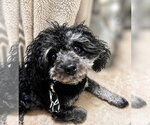 Small #1 Poodle (Miniature) Mix