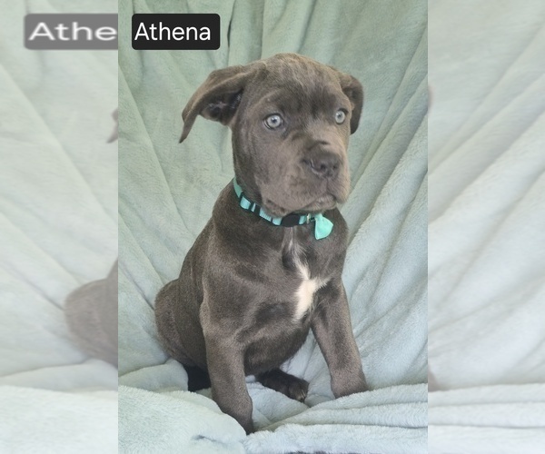Medium Photo #11 Cane Corso Puppy For Sale in MINERAL WELLS, WV, USA