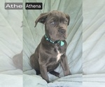 Small #10 Cane Corso