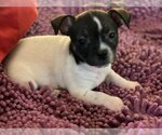 Small Photo #4 Puginese Puppy For Sale in Van Nuys, CA, USA