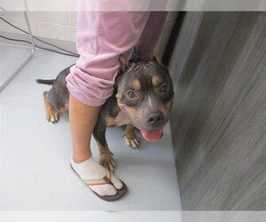 American Bulldog-Unknown Mix Dogs for adoption in Ocala, FL, USA