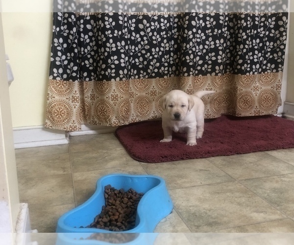 Medium Photo #4 Labrador Retriever Puppy For Sale in DEWITT, VA, USA