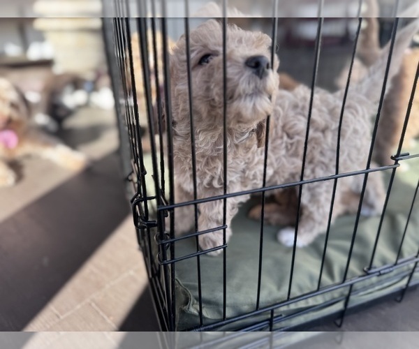 Medium Photo #31 Goldendoodle Puppy For Sale in HARTFORD, CT, USA