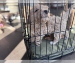 Small #30 Goldendoodle