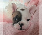 Small Photo #11 French Bulldog Puppy For Sale in W LINN, OR, USA