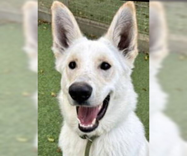 Medium Photo #1 - Mix Puppy For Sale in Phoenix, AZ, USA