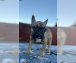Small #4 French Bulldog