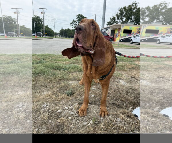 Medium Photo #2 Bloodhound Puppy For Sale in Denton, TX, USA