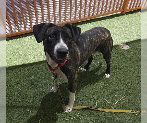 Medium Photo #2 American Pit Bull Terrier-Unknown Mix Puppy For Sale in Las Vegas, NV, USA