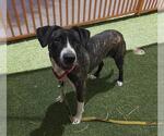 Small #1 American Pit Bull Terrier Mix