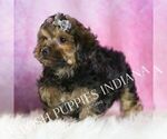 Small Photo #47 Yorkipoo Puppy For Sale in WARSAW, IN, USA
