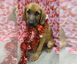 Small #5 Anatolian Shepherd-Redbone Coonhound Mix