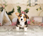 Small Photo #7 Pembroke Welsh Corgi Puppy For Sale in WARSAW, IN, USA