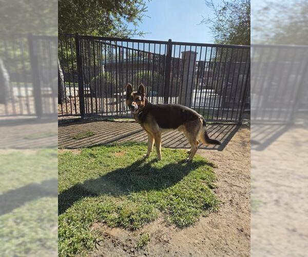 Medium Photo #1 German Shepherd Dog Puppy For Sale in Riverside, CA, USA