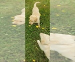 Small #4 Labrador Retriever