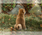 Small #17 Shiba Inu
