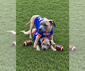 Brooks - Male Boxer-Unknown Mix Dog for Adoption - Photo #3