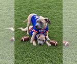 Small Photo #3 Boxer-Unknown Mix Puppy For Sale in Euless, TX, USA
