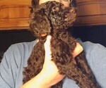 Puppy Snickers Labradoodle