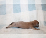 Small #1 Dachshund