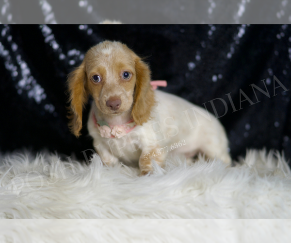 Medium Photo #2 Dachshund Puppy For Sale in WARSAW, IN, USA