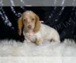 Small #1 Dachshund