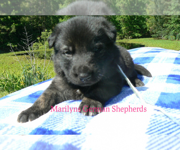 Medium Photo #3 German Shepherd Dog Puppy For Sale in PIEDMONT, MO, USA