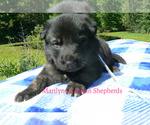 Small #2 German Shepherd Dog
