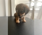 Small Photo #10 Shorkie Tzu Puppy For Sale in BUFFALO, NY, USA